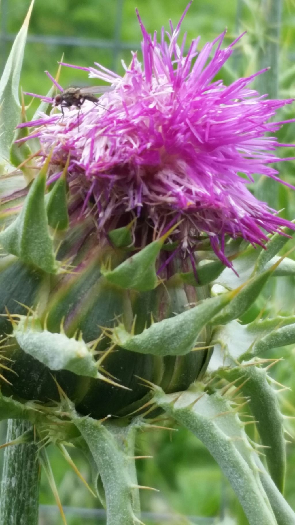 Silybum marianum (Asteraceae)